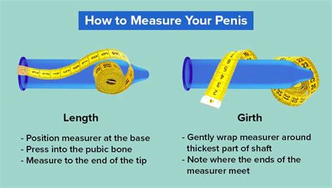 Penile Length & Girth: Penis Anatomy and Average。